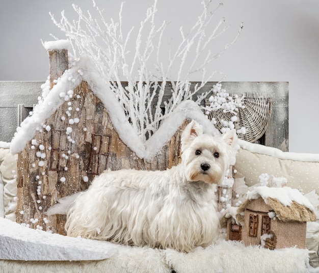 West Highland White Terrier em frente a um cenário de Natal