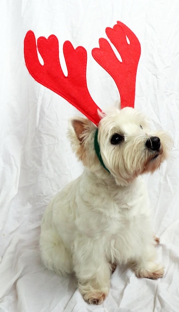 West Highland White Terrier Hund Westie als Symbol des neuen Jahres mit weihnachtlichen Hirschhörnern isoliert