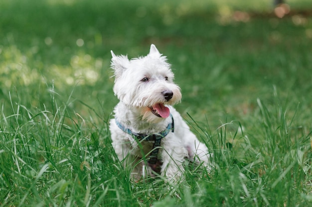 West Highland White Terrier im grünen Gras Der Hund auf einem Spaziergang im Park