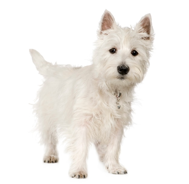 Foto west highland white terrier mit 5 monaten. hundeporträt isoliert