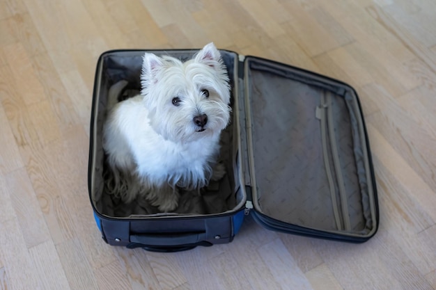 West Highland White Terrier senta-se em uma mala de viagem Um cachorro branco em uma mala