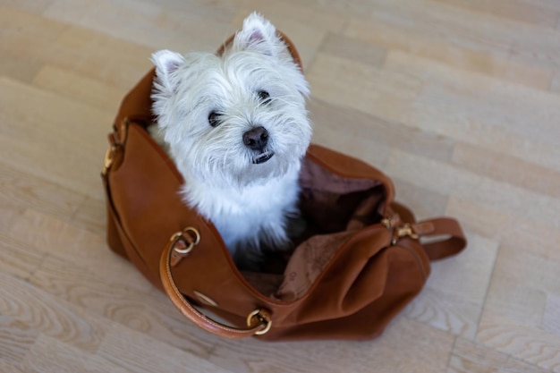 West Highland White Terrier senta-se em uma mala de viagem Um cachorro branco em uma mala