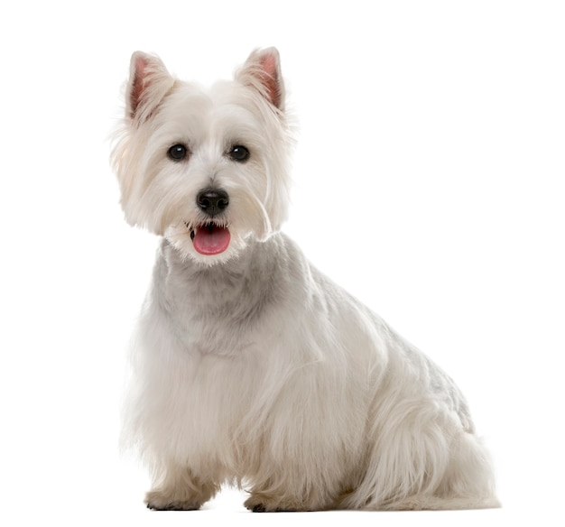 West Highland White Terrier vor einer weißen Wand