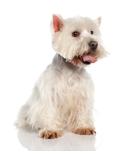 West Highland White Terrier