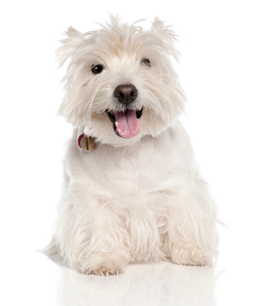 West Highland White Terrier