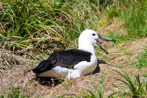 Western Atlantic Yellownosed Albatross Nightingale Island Südatlantischer Ozean