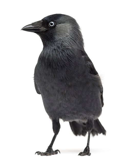 Western jackdaw corvus monedula, (ou eurasian jackdaw, ou european jackdaw ou simplesmente jackdaw) contra o espaço em branco