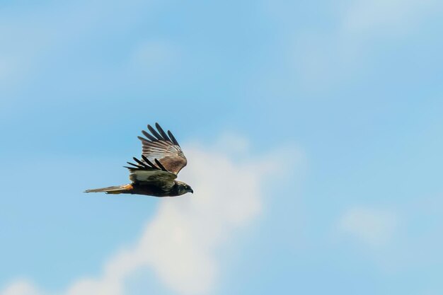 Western Marsh Harrier em voo (Circo Aeruginosus)