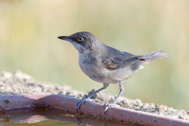 Western Orphean Grasmücke Sylvia Hortensis Malaga Spanien