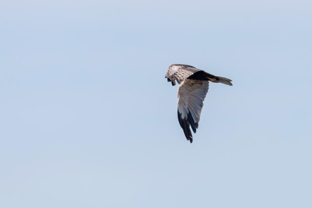 Western Rohrweihe im Flug (Circus Aeruginosus)