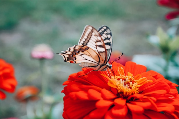 Western-Tiger-Schwalbenschwanz-Schmetterling