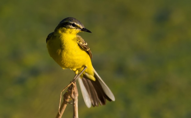 Western Yellow Wagtail à noite um pássaro senta-se em um talo de junco perto do rio