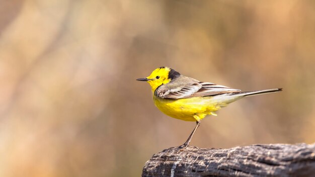 Western Yellow Wagtail, ein kleiner gelber Vogel mit grauen, schwarzen und weißen Federn und einem leuchtend gelben Bauch