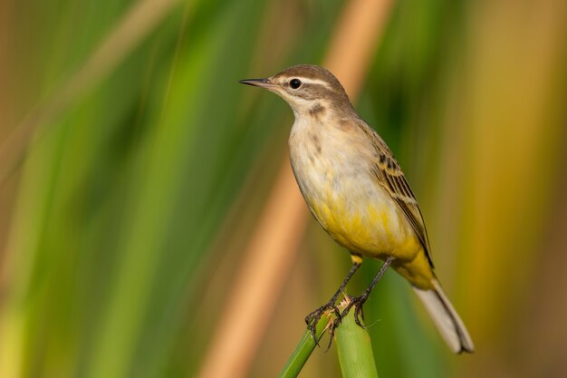 Western Yellow Wagtail-Motacilla flava, um belo pássaro amarelo.