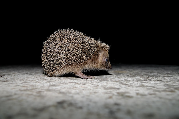 Westeuropäischer Igel Wildes Säugetier (Erinaceus Europaeus)