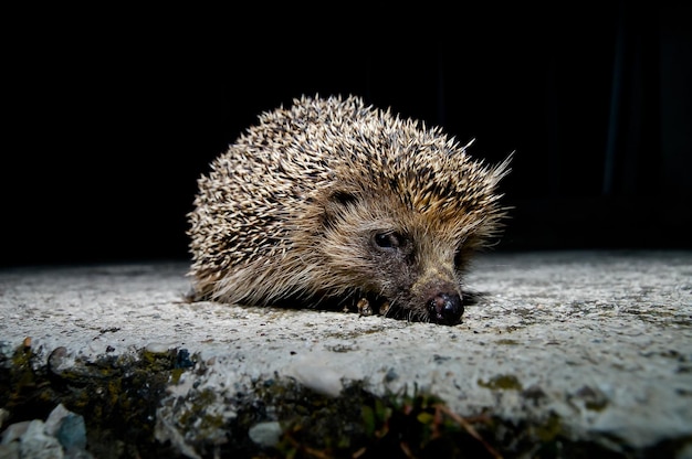 Westeuropäischer Igel