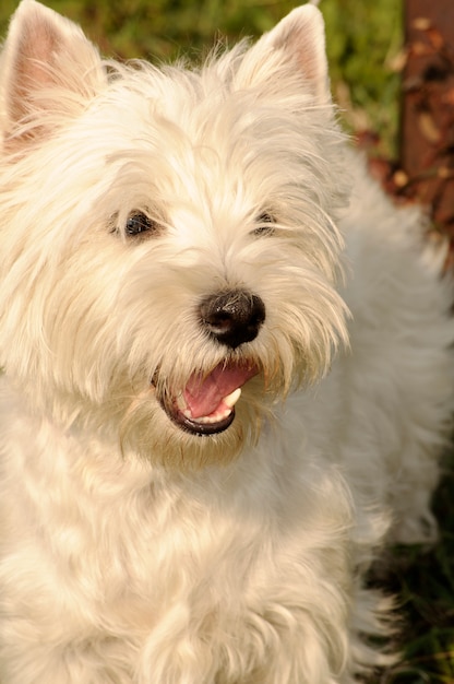 Westie