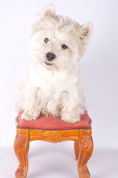 westie