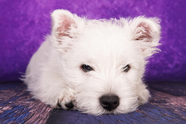 Foto westland-weißer terrier-hündchen auf lila hintergrund im studio