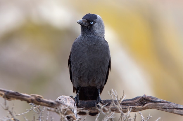 Westliche Dohle, Krähe, Rabe, Corvidae, Vögel, Corvus monedula