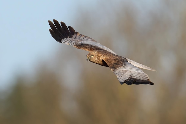 Westliche Rohrweihe Circus aeruginosus