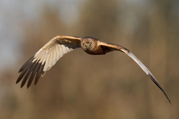 Foto westliche rohrweihe circus aeruginosus