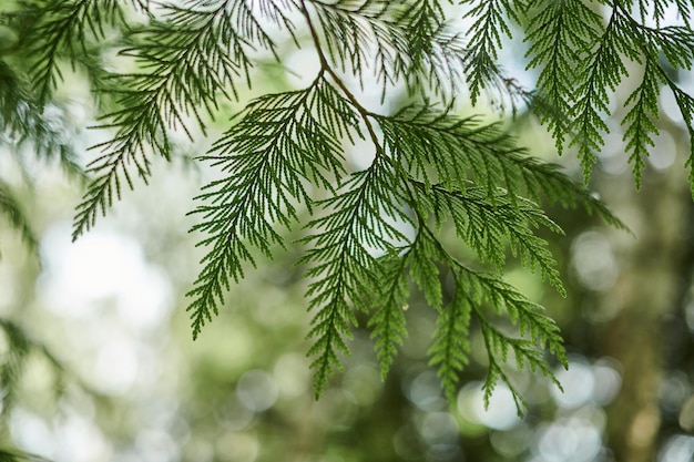 Westliche rote Zedernzweige, Nahaufnahme mit grünem Bokeh-Waldhintergrund