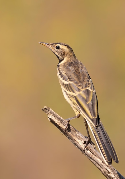 Westliche Schafstelze Motacilla flava Ein Jungvogel aus der Nähe