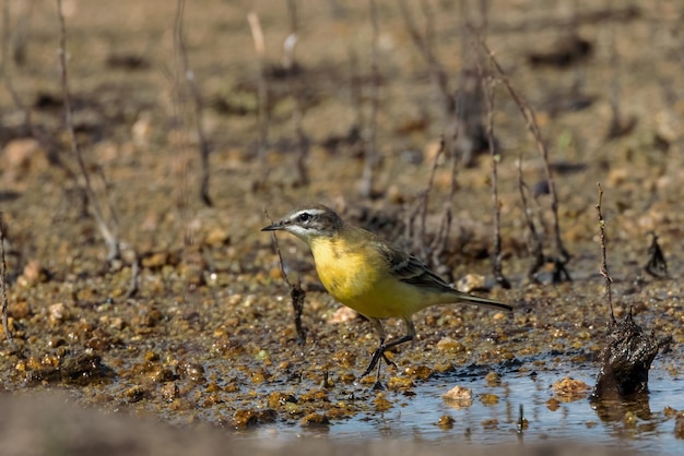 Westliche Schafstelze Motacilla flava