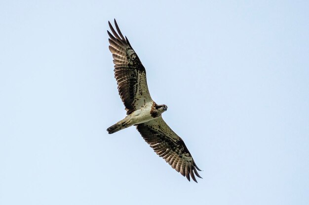 Westlicher Fischadler Sea Hawk River Hawk oder Fish Hawk Pandion Haliaetus Malaga Spanien