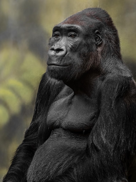 Westlicher Gorilla