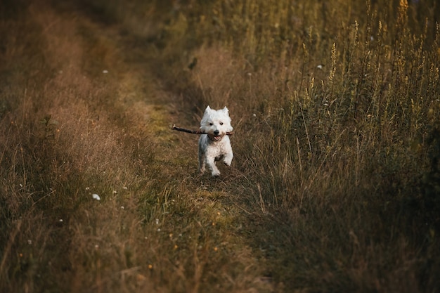Westterrierhund, der auf dem Herbstfeld mit Stock läuft