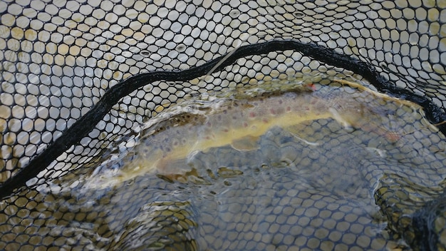 Foto wetten auf einen fisch