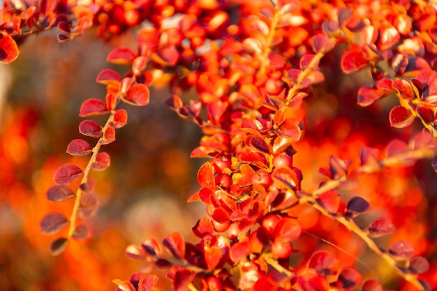 Wetter im Herbst. schöner orangefarbener Herbstblatthintergrund. gelbes Blatt Hintergrund. Herbst Natur. tief sonniger Zweig mit Blättern. saisonale Baumnahaufnahme. natürliche Schönheit.