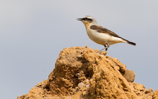 Wheatear oenanthe Un pájaro se sienta en una cantera de arena sobre un montón de arena