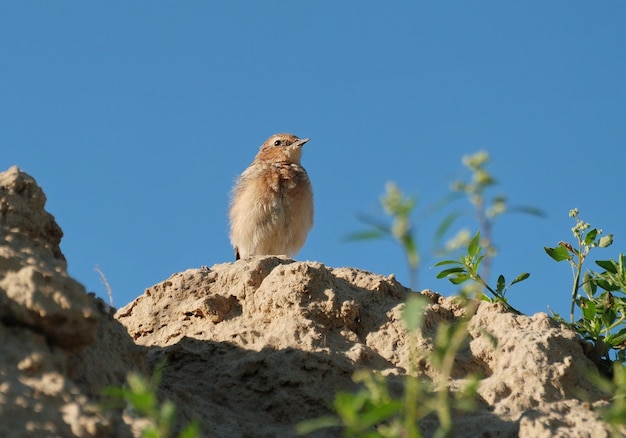 WheatearOenanthe oenanthe se sienta en la arena en una soleada mañana de verano