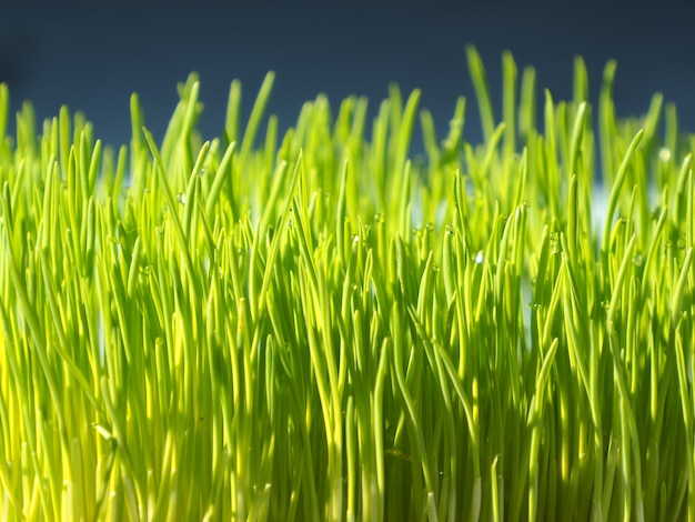 Wheatgrass orgánico para gatos y gatitos