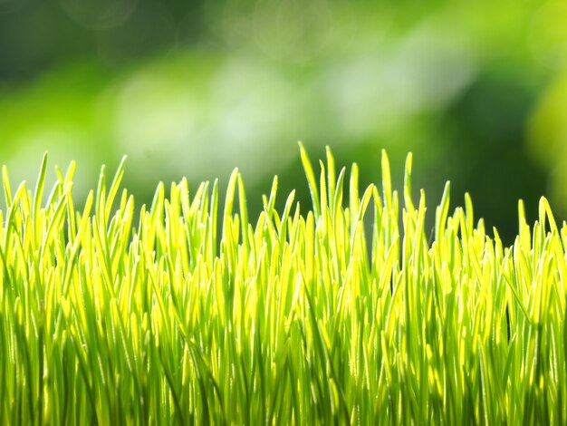 Wheatgrass orgânico para gato e gatinho