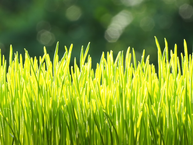 Wheatgrass orgânico para gato e gatinho