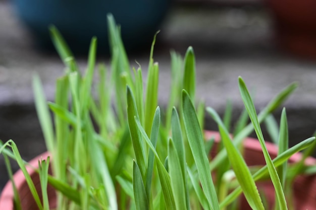 Wheatgrass ou grama de gato é plantada em vaso