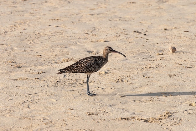 Whimbrel à beira-mar