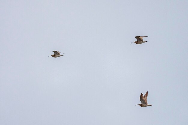 Whimbrel Numenius phaeopus Malaga, Spanien