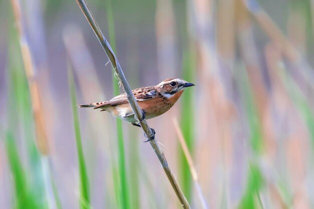 Whinchat Female on Reed (Saxicola rubicola)