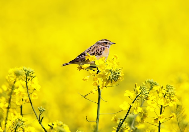 El whinchat (Saxicola rubetra) se asienta sobre una rama de colza