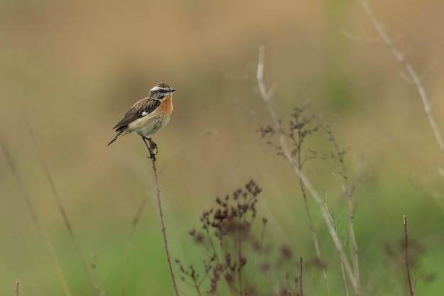 Whinchat sentado em um galho