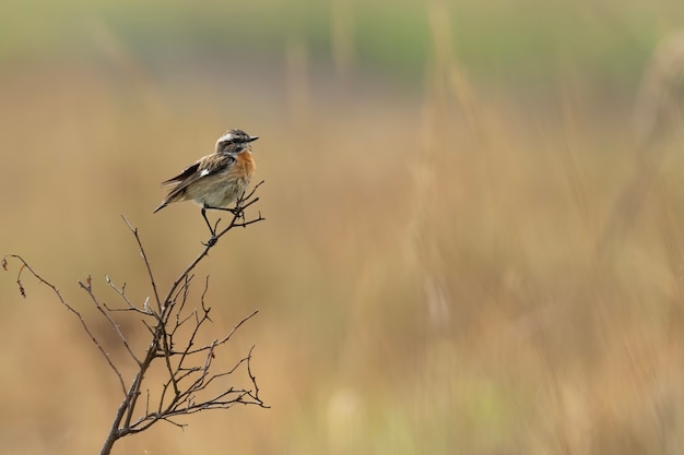 Whinchat sentado en una rama