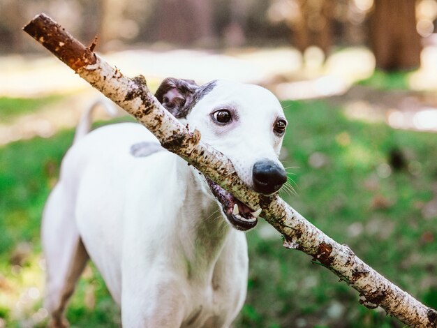 Whippet blanco jugando con palo al aire libre en el parque