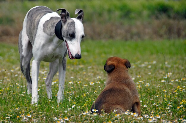 Whippet y cachorro malinois