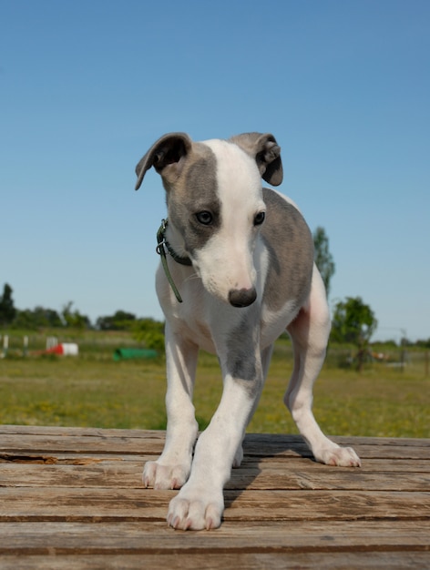 Whippet cachorro