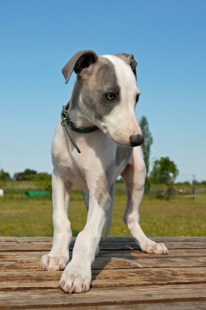 Whippet cachorro